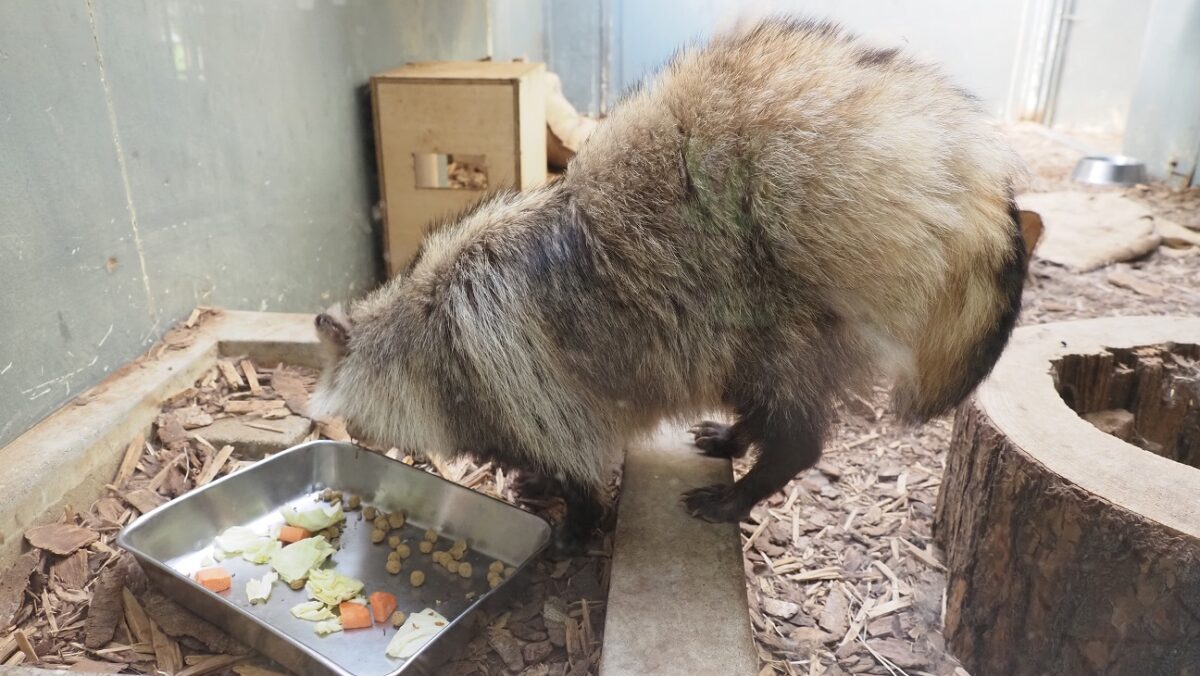 冬毛から夏毛に換毛するエゾタヌキ
