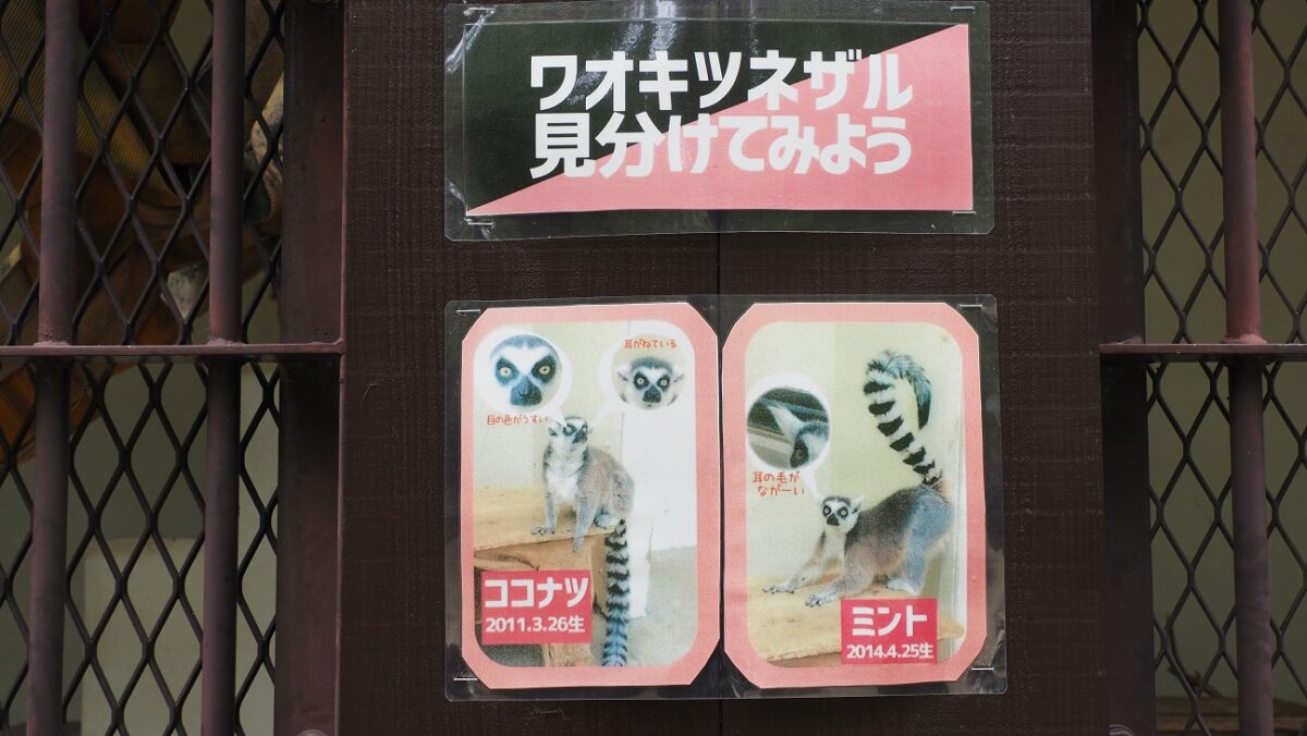 ワオキツネザルの個体識別の掲示物