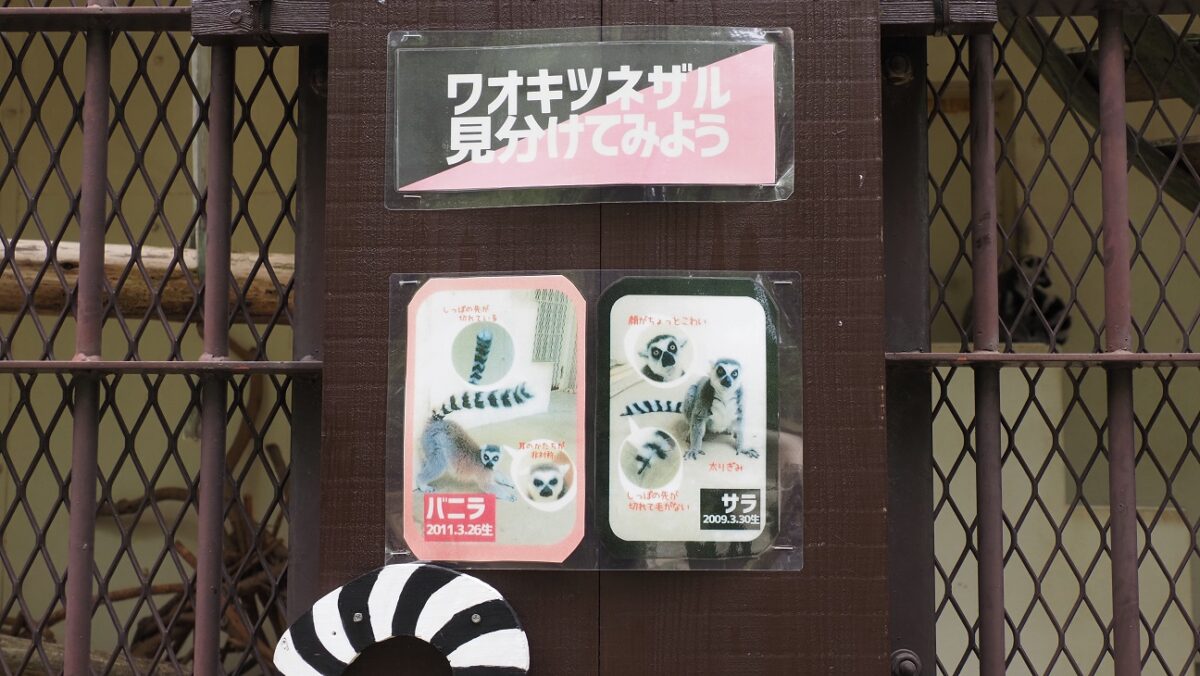 ワオキツネザルの個体識別についての掲示物