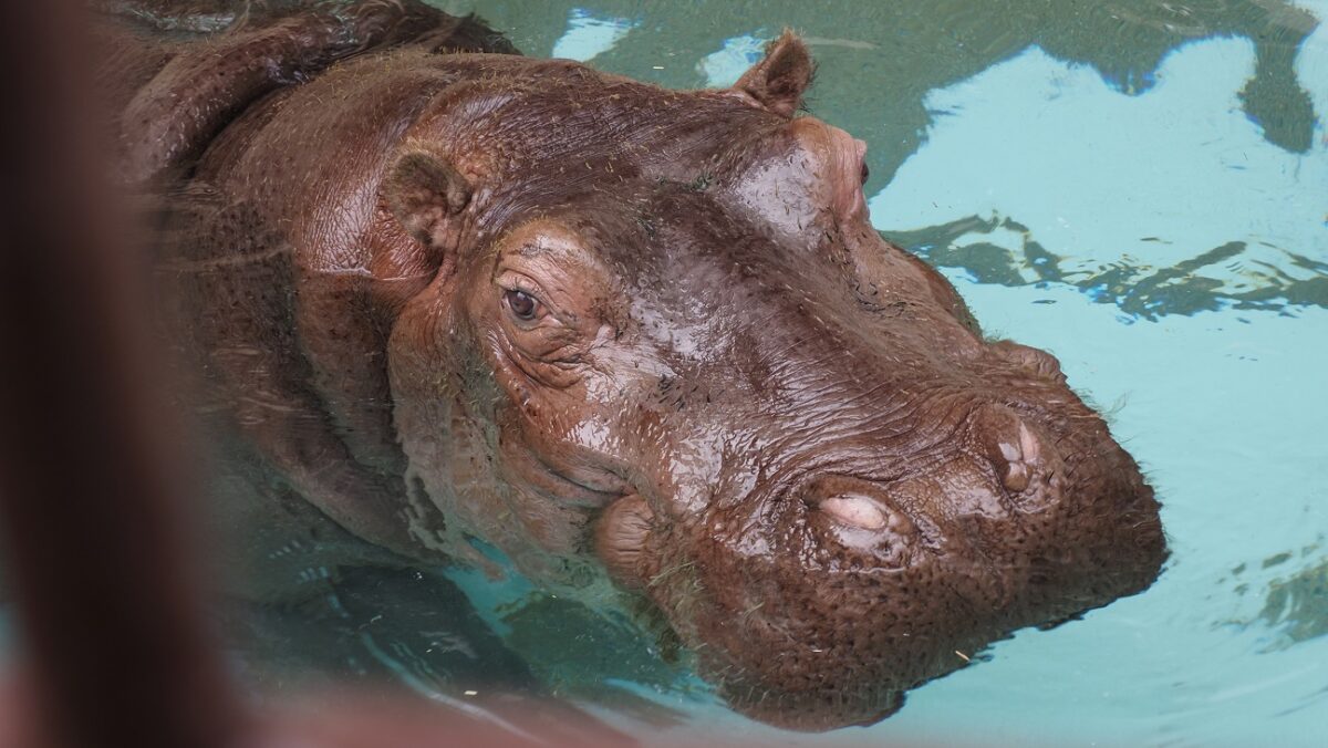 水面から顔を出すカバ