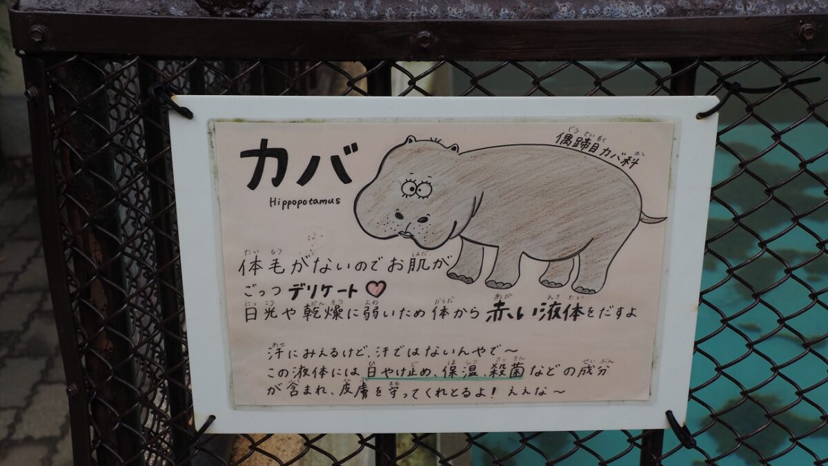 カバの生態を播州弁とイラストで説明する掲示物