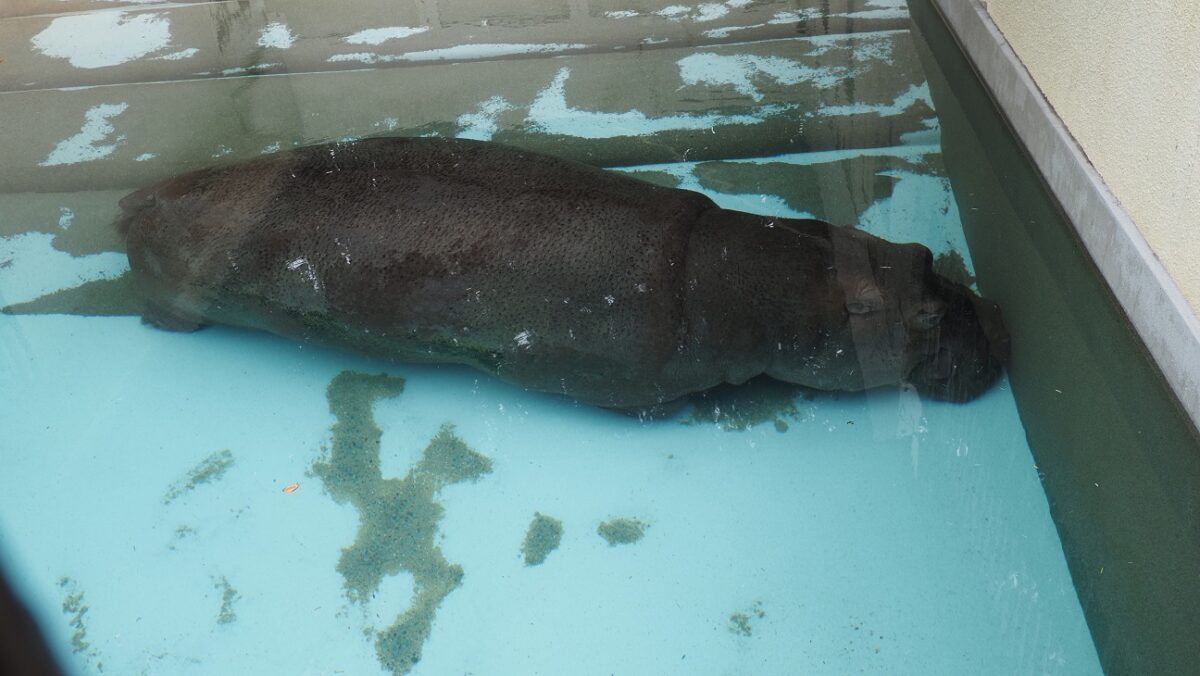 水中にもぐっているカバのキボコ