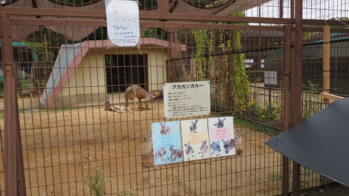 アカカンガルーの個体紹介の掲示物