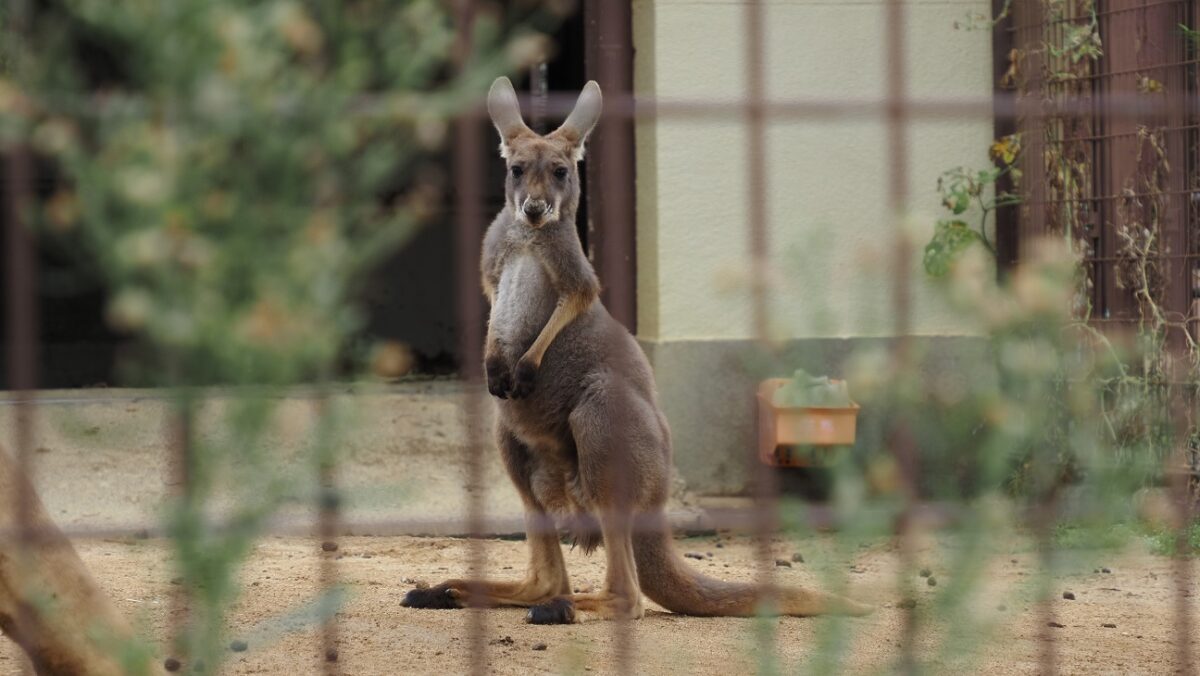 アカカンガルーのこども