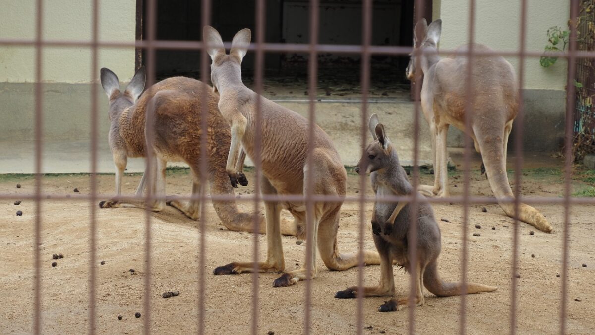 4頭のアカカンガルー