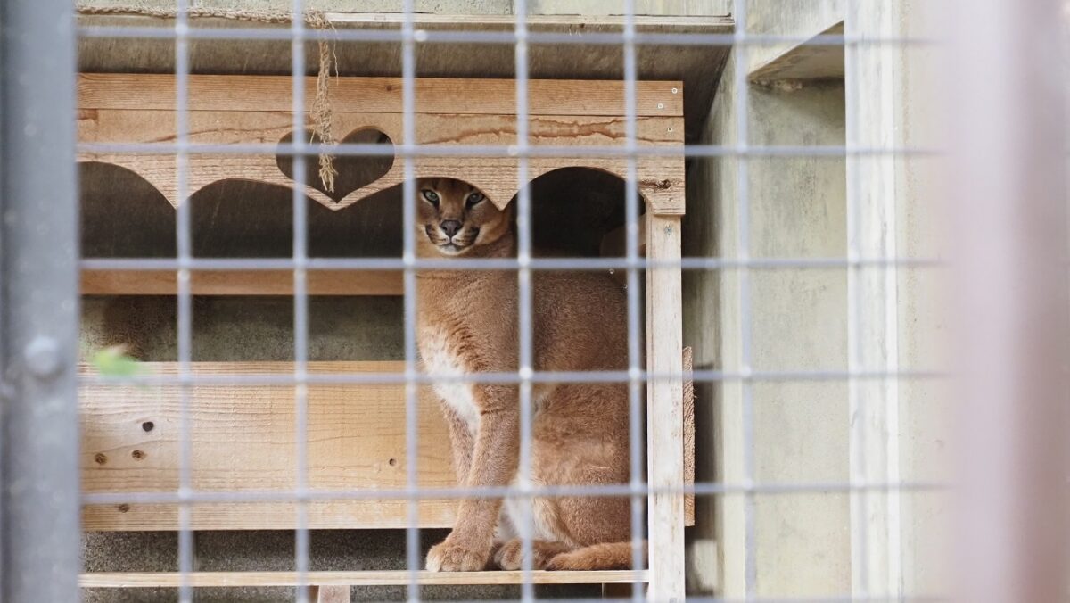 カラカルのクルン