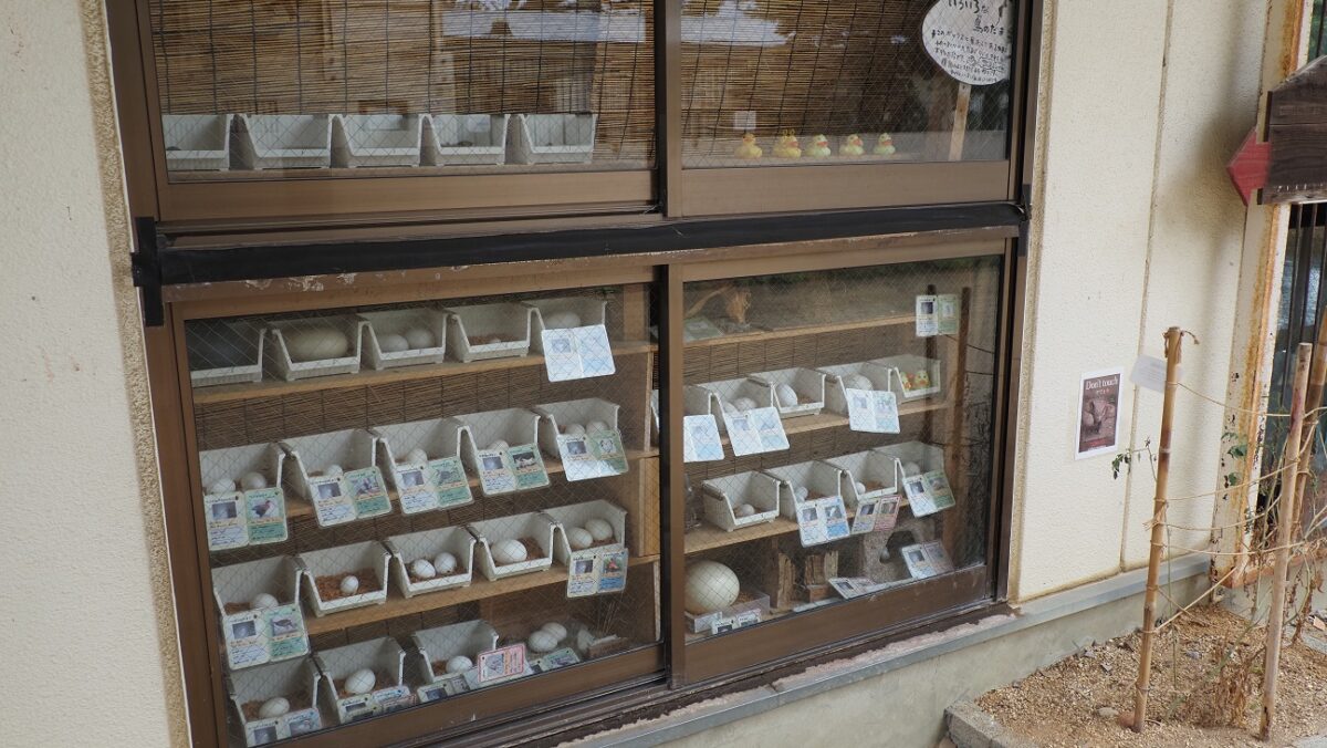 さまざまな鳥の卵の展示