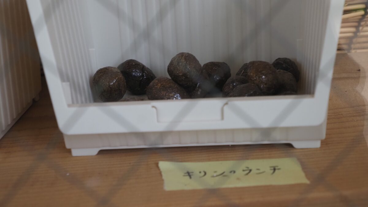 キリンのウンチ