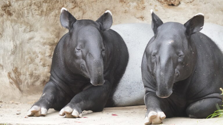 残り 頭!?日本の動物園で会える希少動物たち | ZooPortal