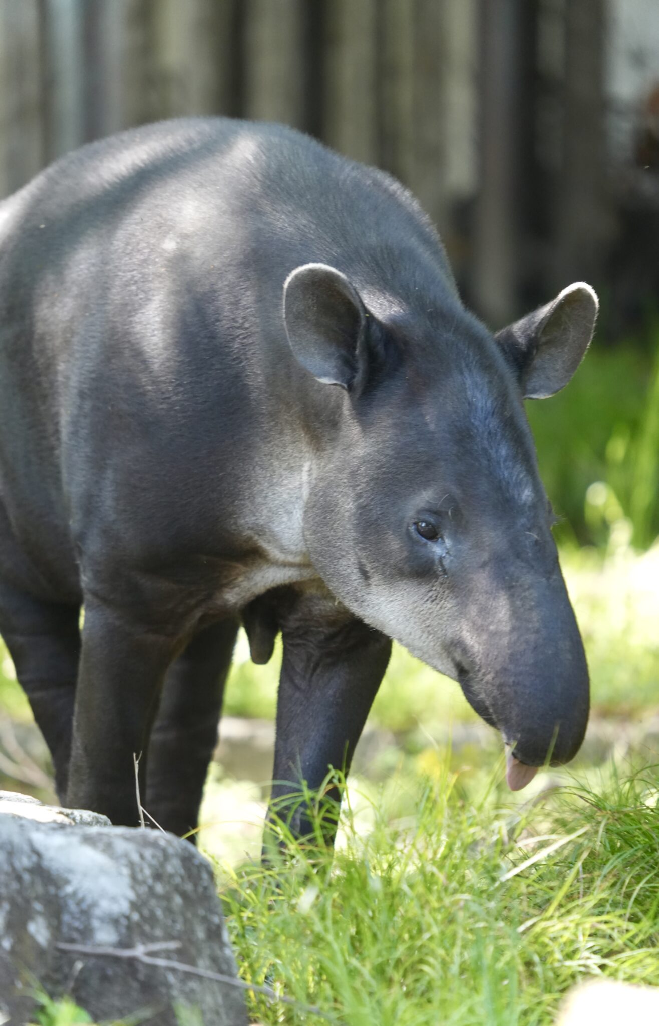 残り 頭!?日本の動物園で会える希少動物たち | ZooPortal