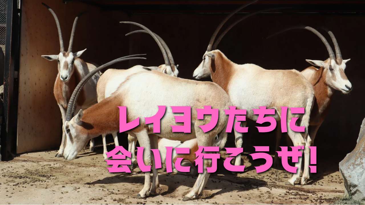 レイヨウ ウシ科 角 検索用 ヤギ ウシ 動物