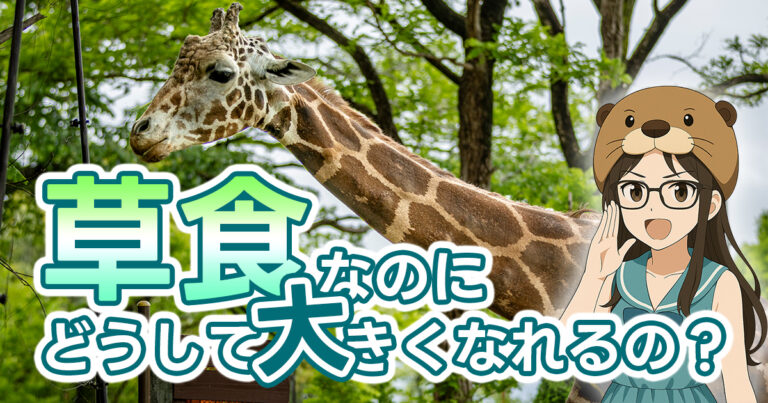 草しか食べないのにムキムキ!? 巨大草食動物のヒミツをさぐる! | ZooPortal