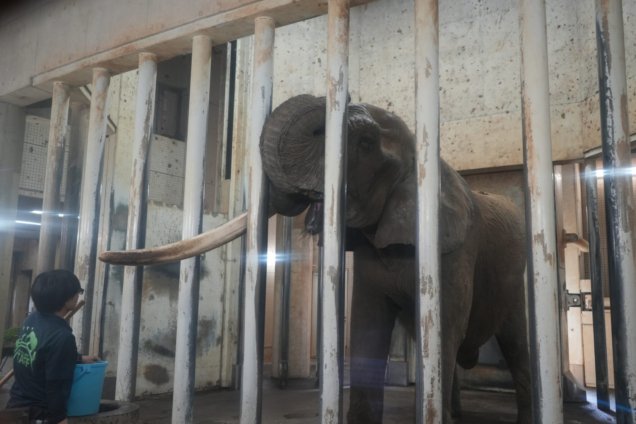 動物園と野生ってどんだけ違うの? アフリカゾウ編 | ZooPortal