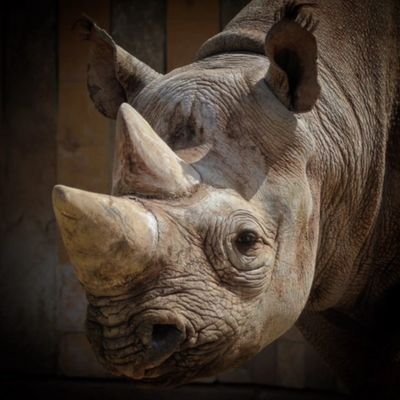 RYU郎のアバター