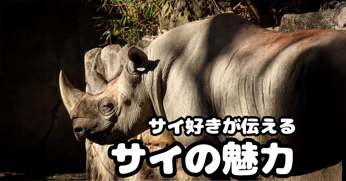 サイ好きが伝えるサイの魅力 | ZooPortal