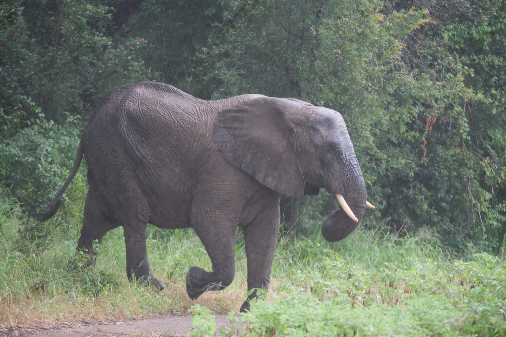 動物園と野生ってどんだけ違うの? アフリカゾウ編 | ZooPortal