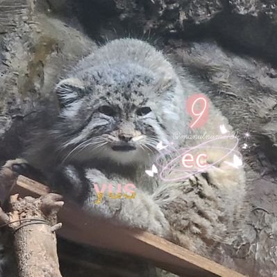 まぬ凪。のアバター