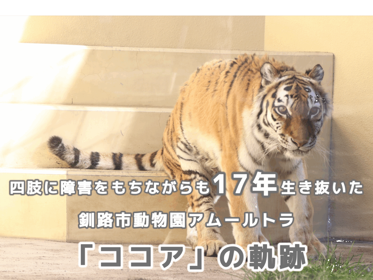 四肢に障害をもちながらも17年生き抜いた釧路市動物園アムール