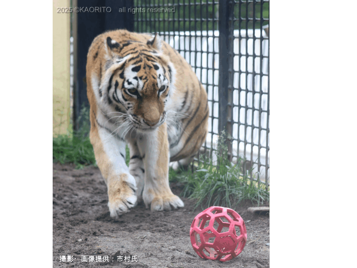 いのちかがやけ!タイガとココア : 障がいをもって生まれたアムールトラのきょう… Amazon.co.jp: いのちかがやけ!タイガとココア: 障がいをもって