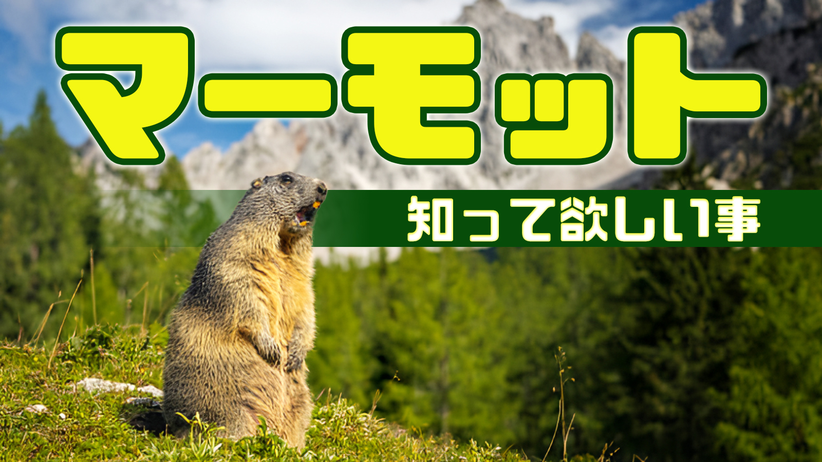 マーモット ~個人飼育から動物園の役割まで~ | ZooPortal