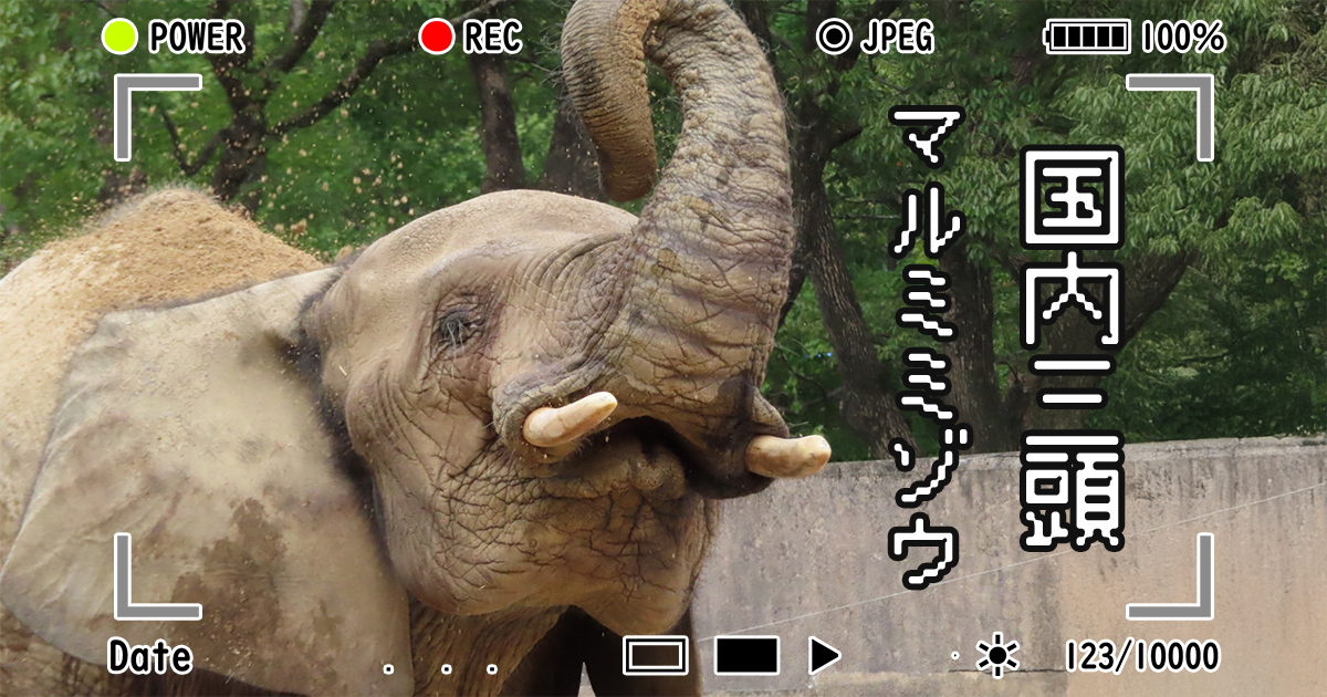 アフリカの森のゾウ マルミミゾウを知ろう！ 前編 | ZooPortal
