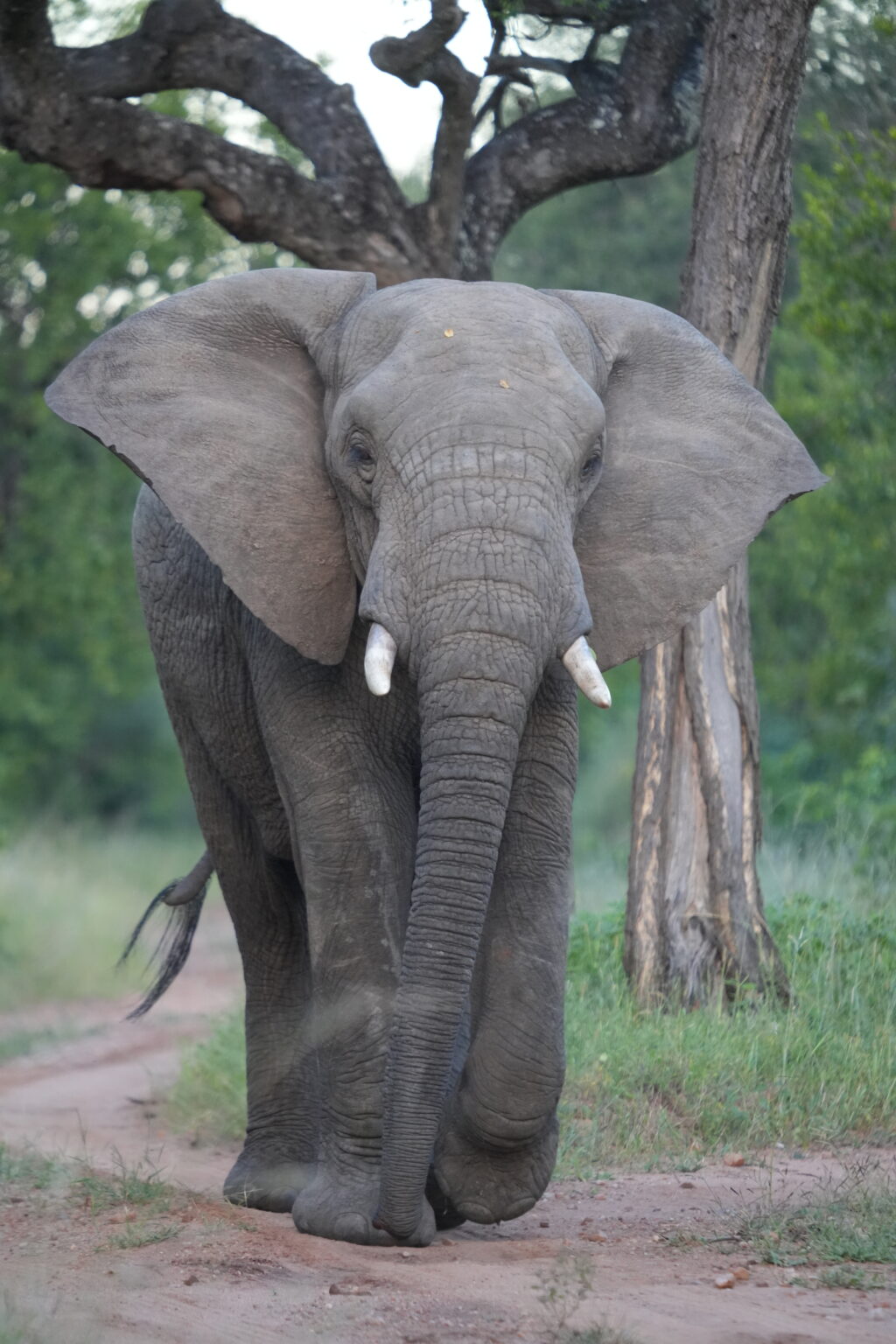 動物園と野生ってどんだけ違うの? アフリカゾウ編 | ZooPortal