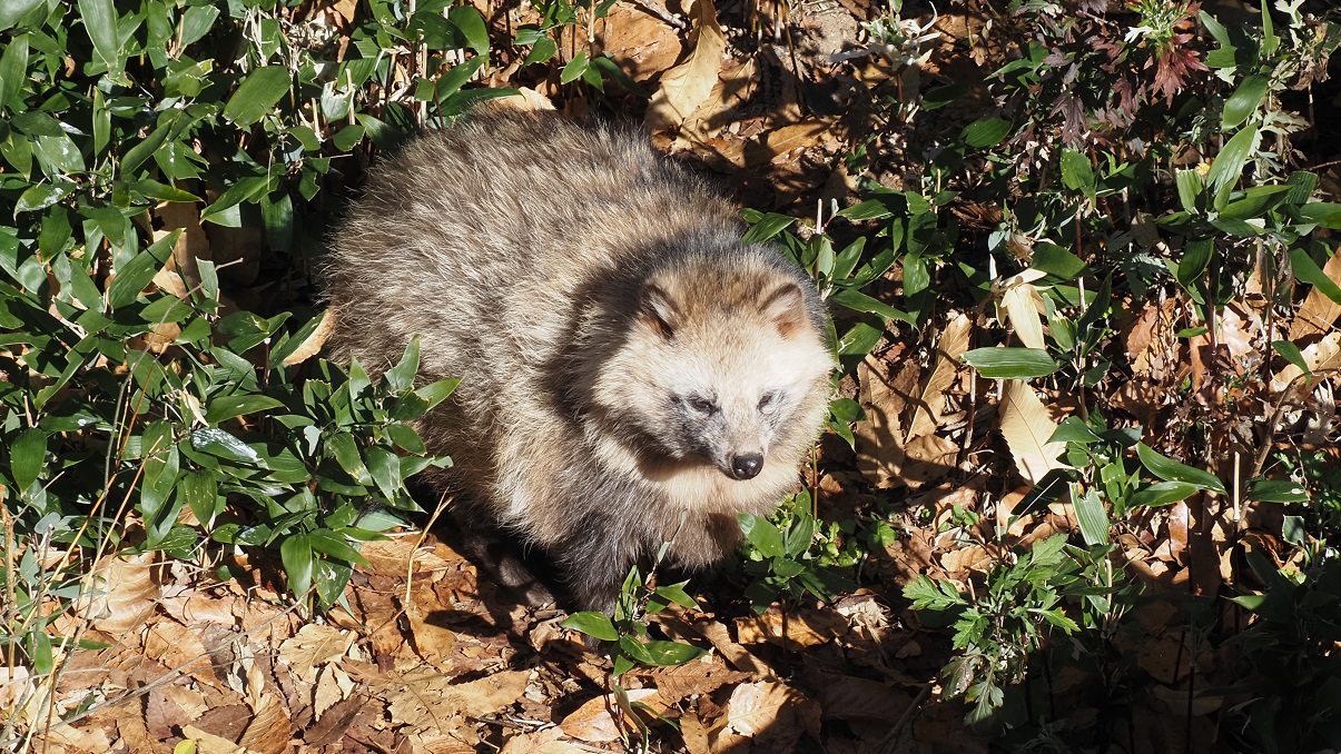 タヌキが冬毛になる前にタヌキの夏毛を見に行こう! | ZooPortal