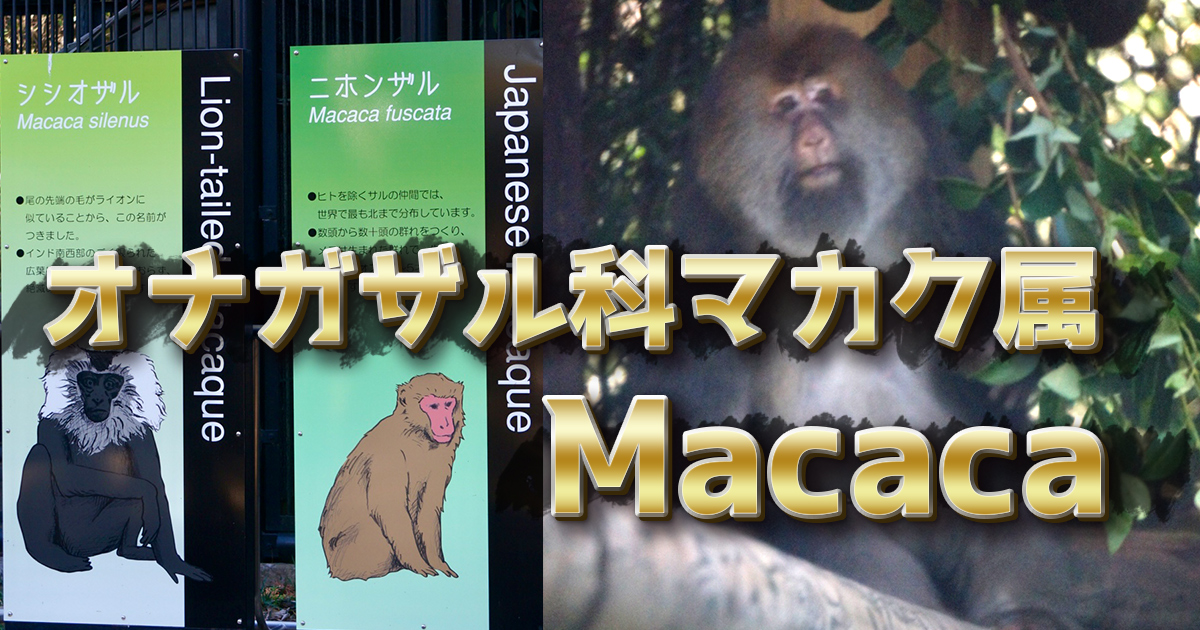 マカクとは | ZooPortal