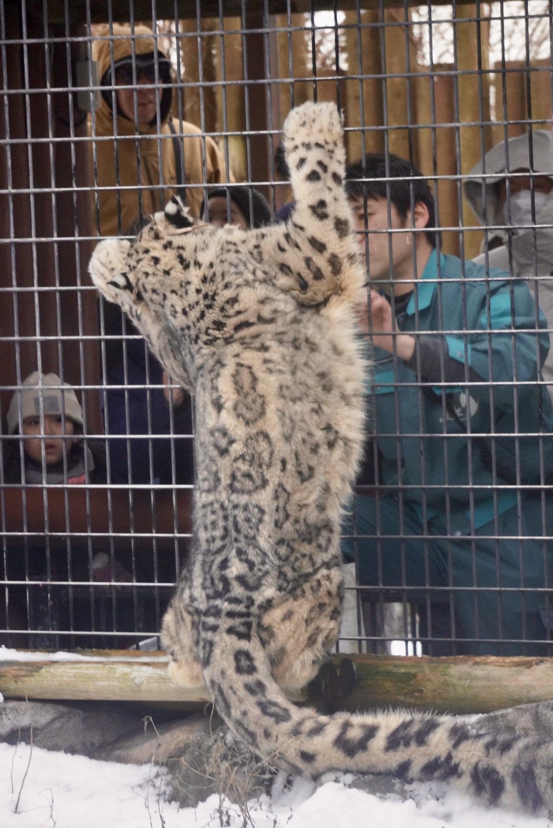 どうぶつ解説 ユキヒョウ