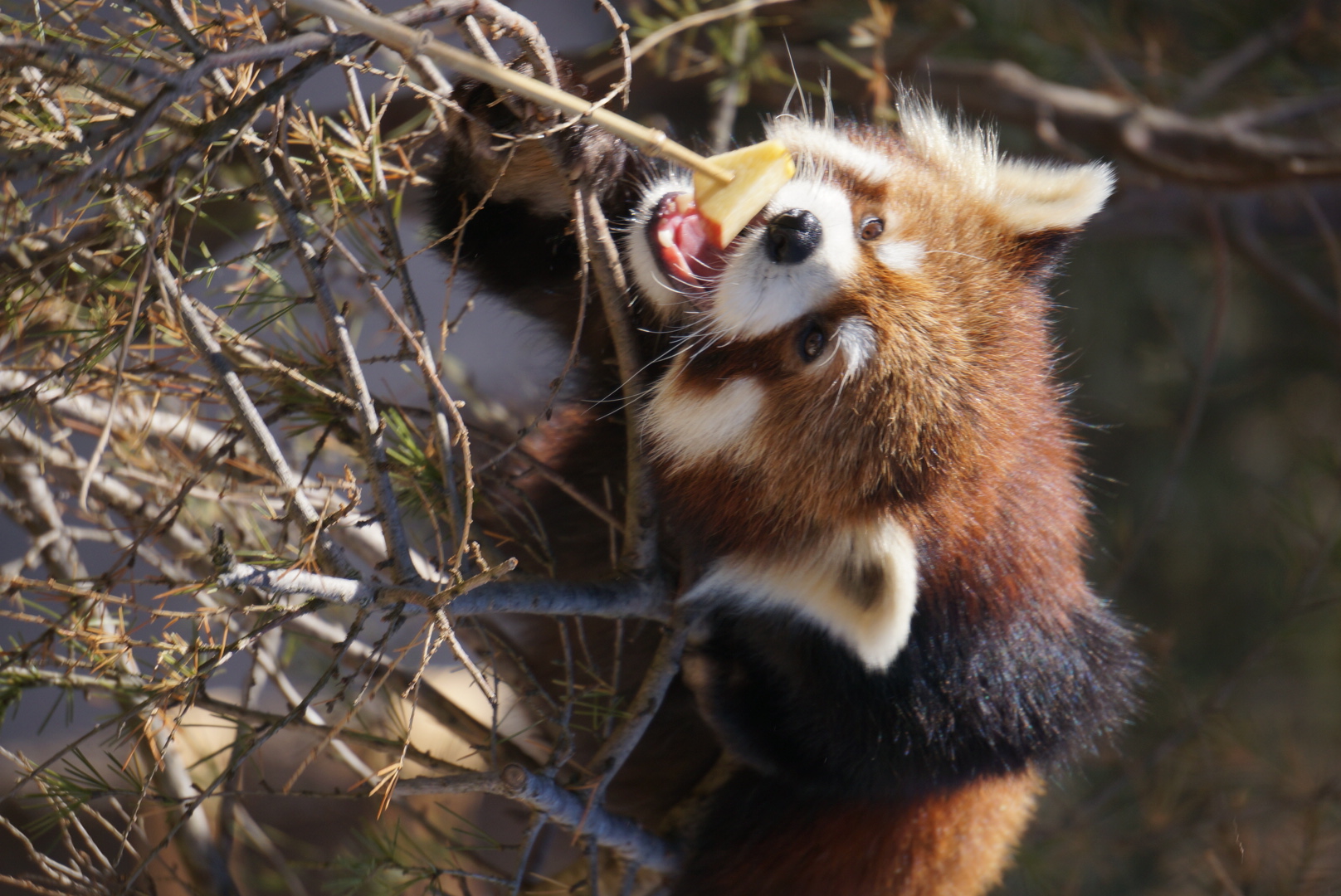 まんまタイム レッサーパンダ