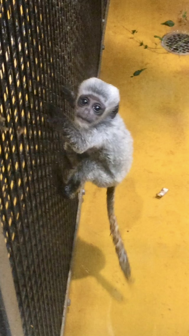 ♂チョロギ0歳の頃