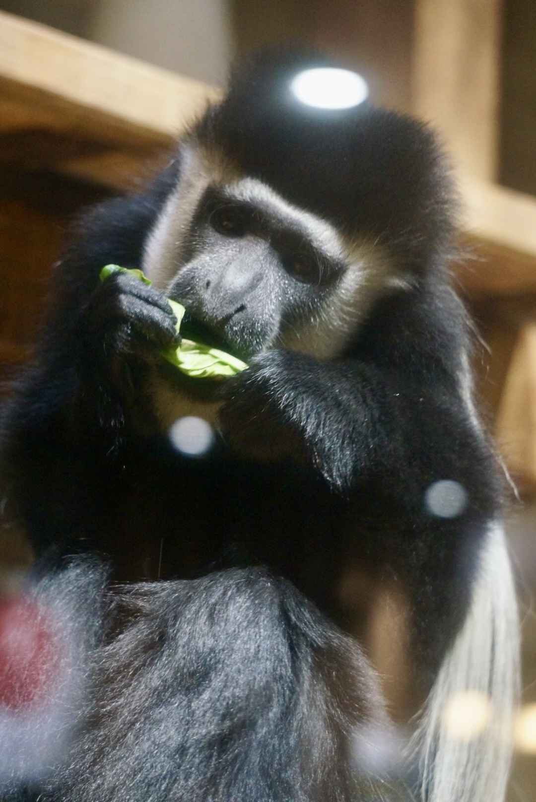 葉物を食べたり