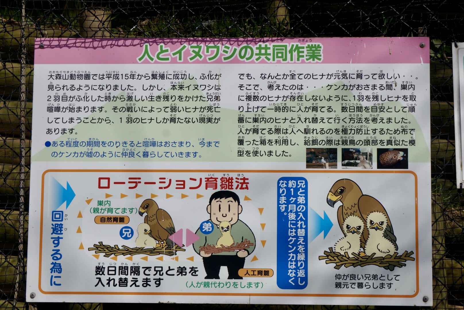 ローテーション育雛法