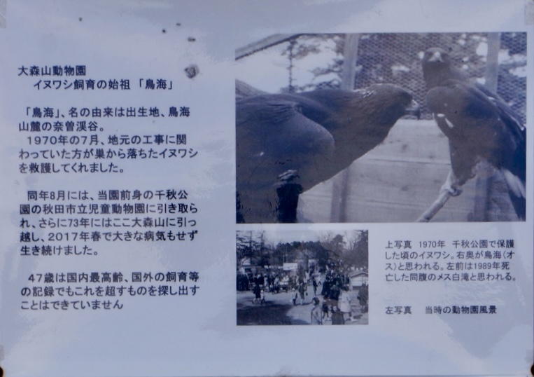♂鳥海＆♀白滝(掲示)