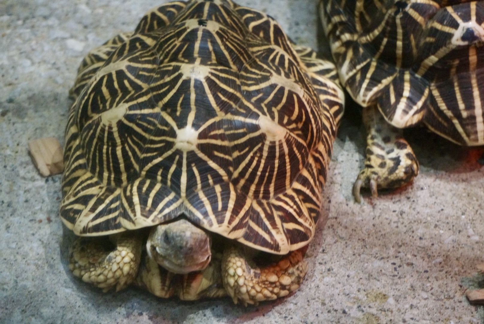インドホシガメ