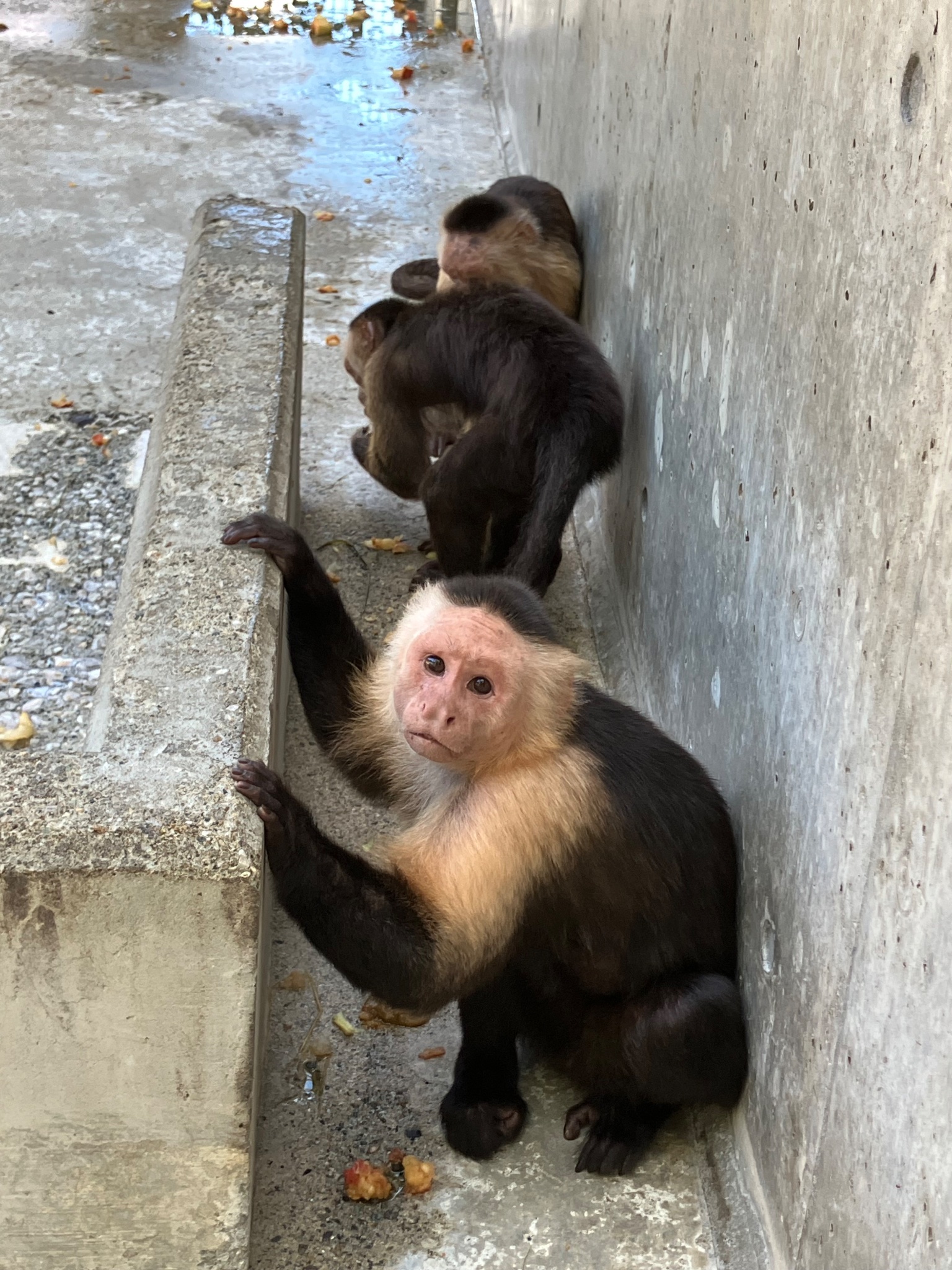 ノドジロオマキザル