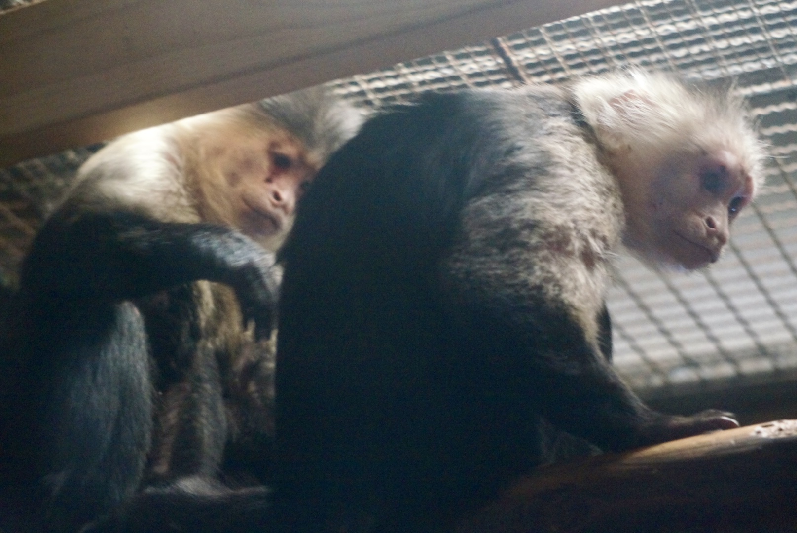 毛繕い