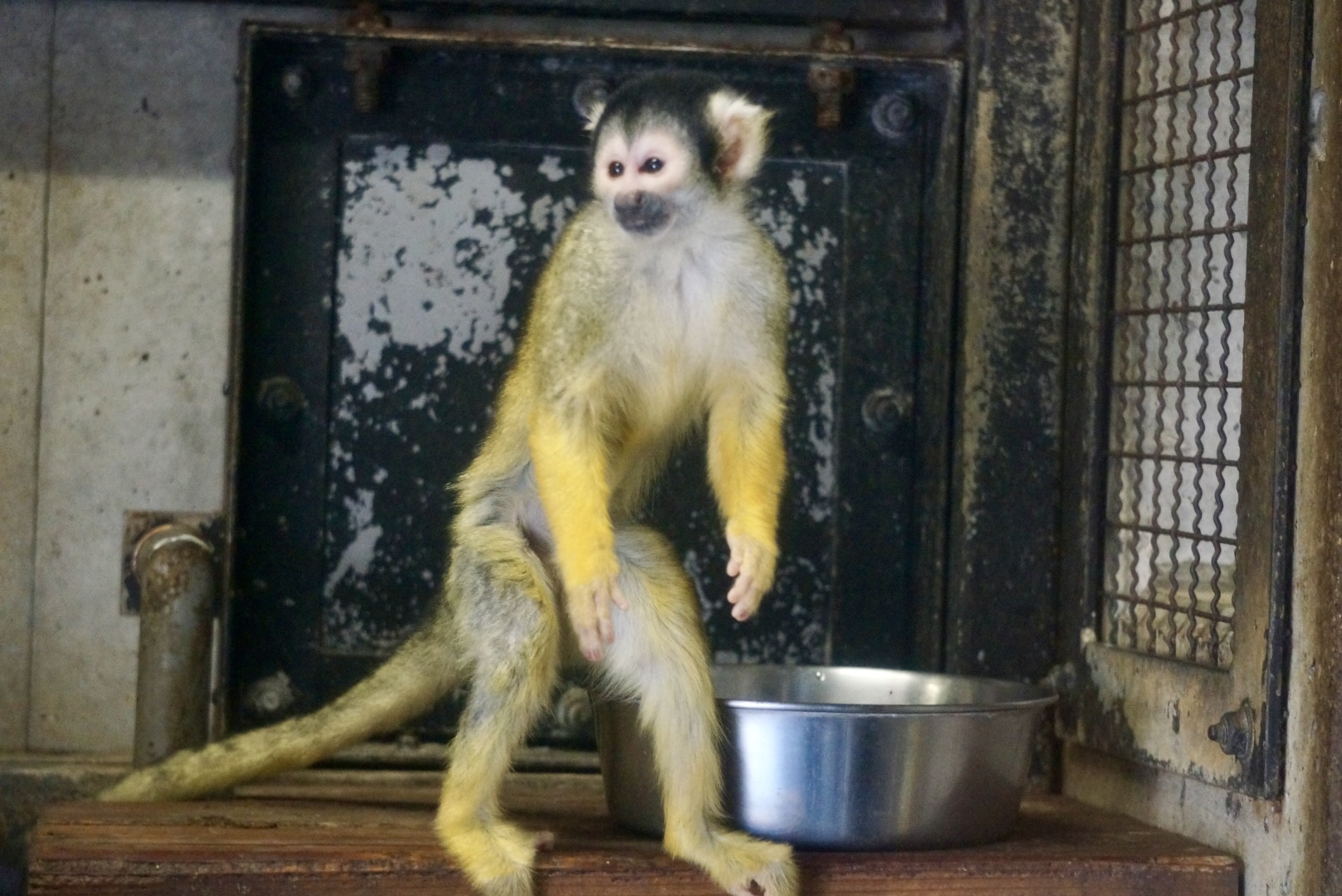 ボリビアリスザル