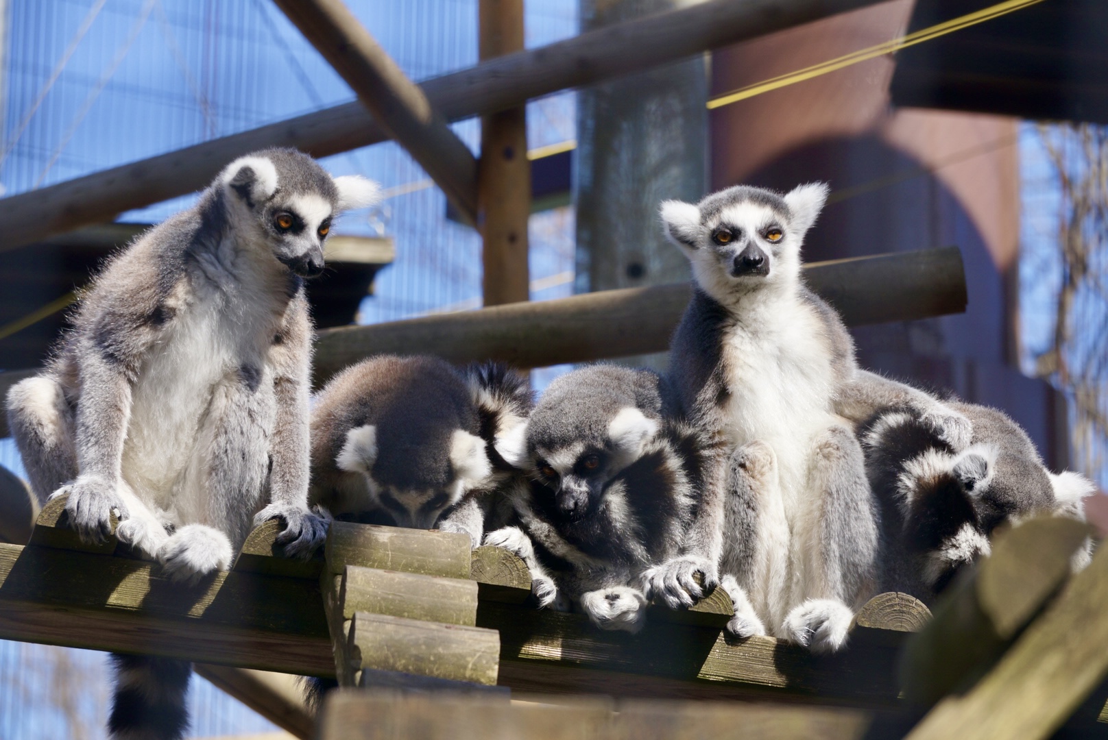 ワオキツネザル 屋外