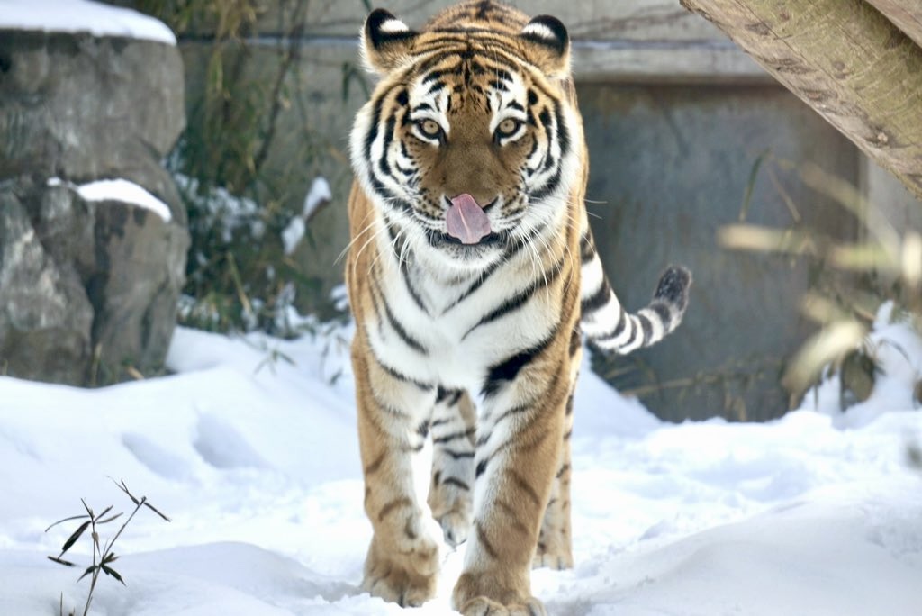 雪の動物園 アムールトラ ♀カサンドラ