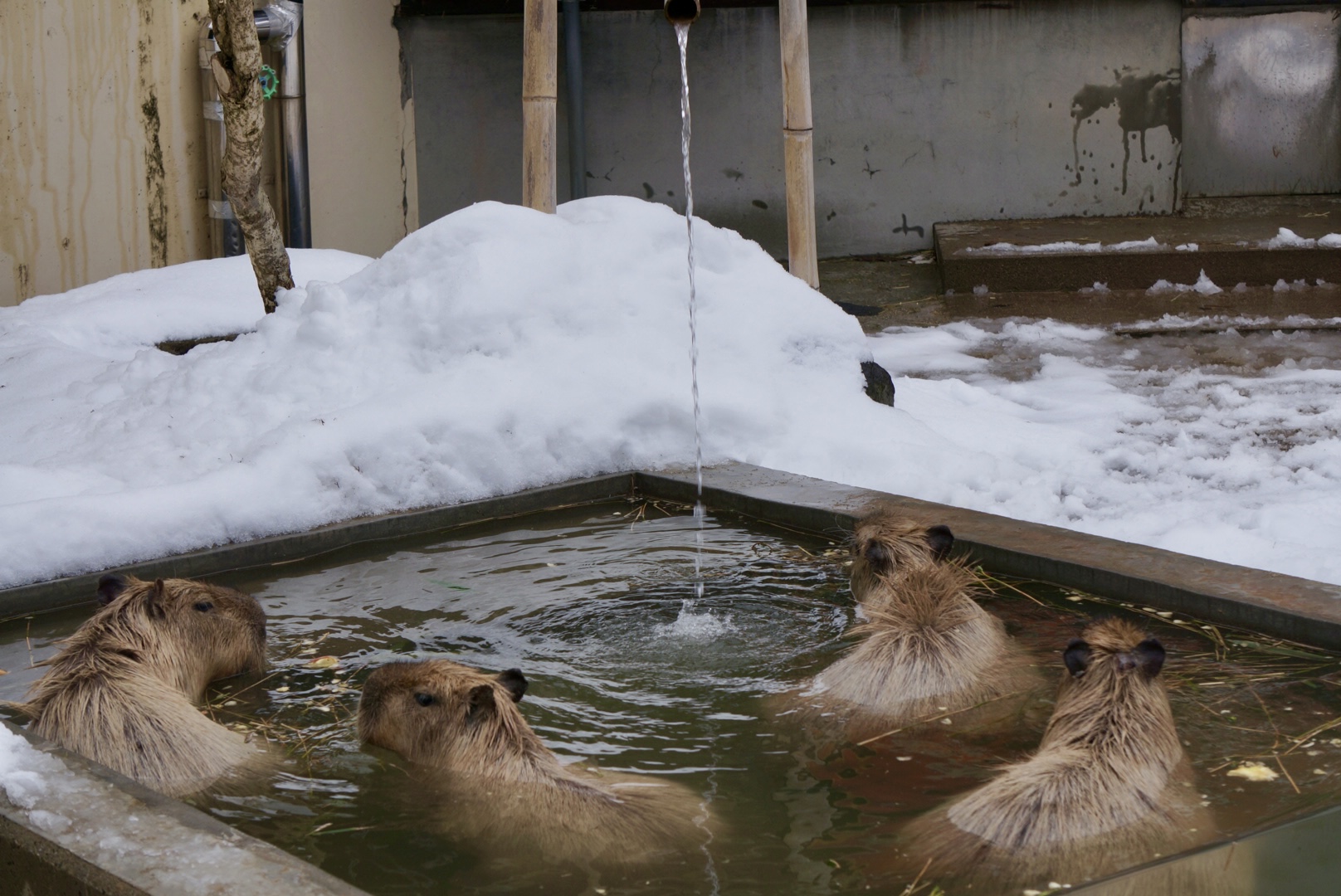 雪の動物園 カピバラ