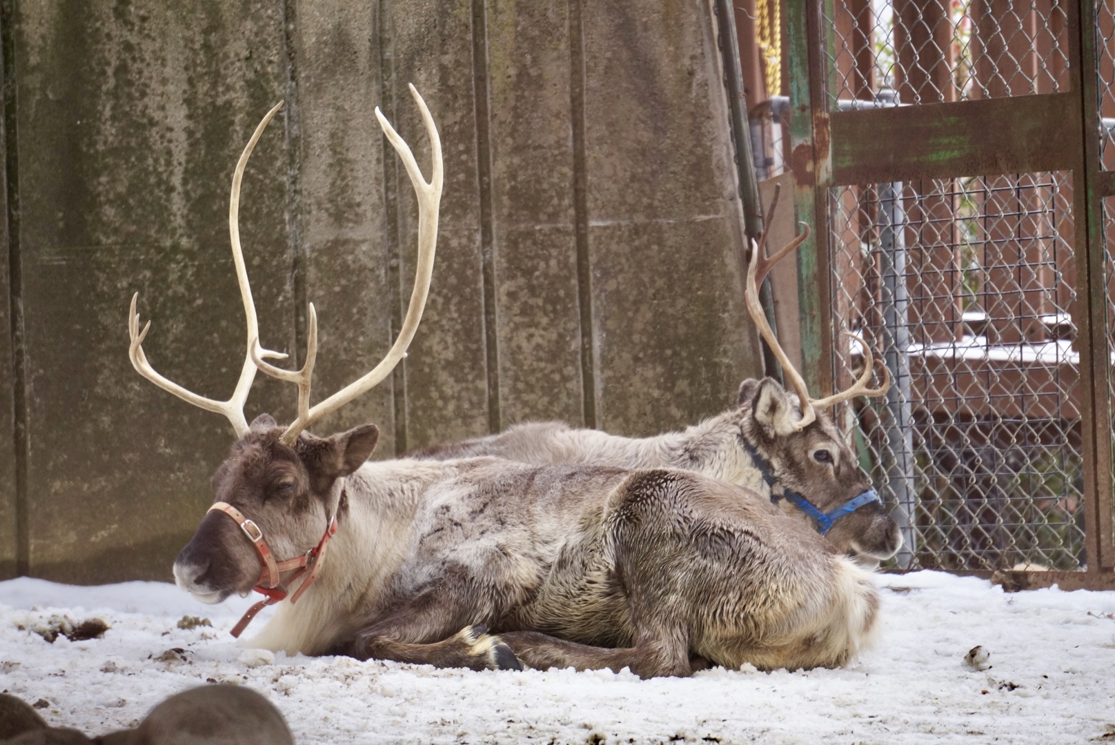 雪の動物園 トナカイ 01