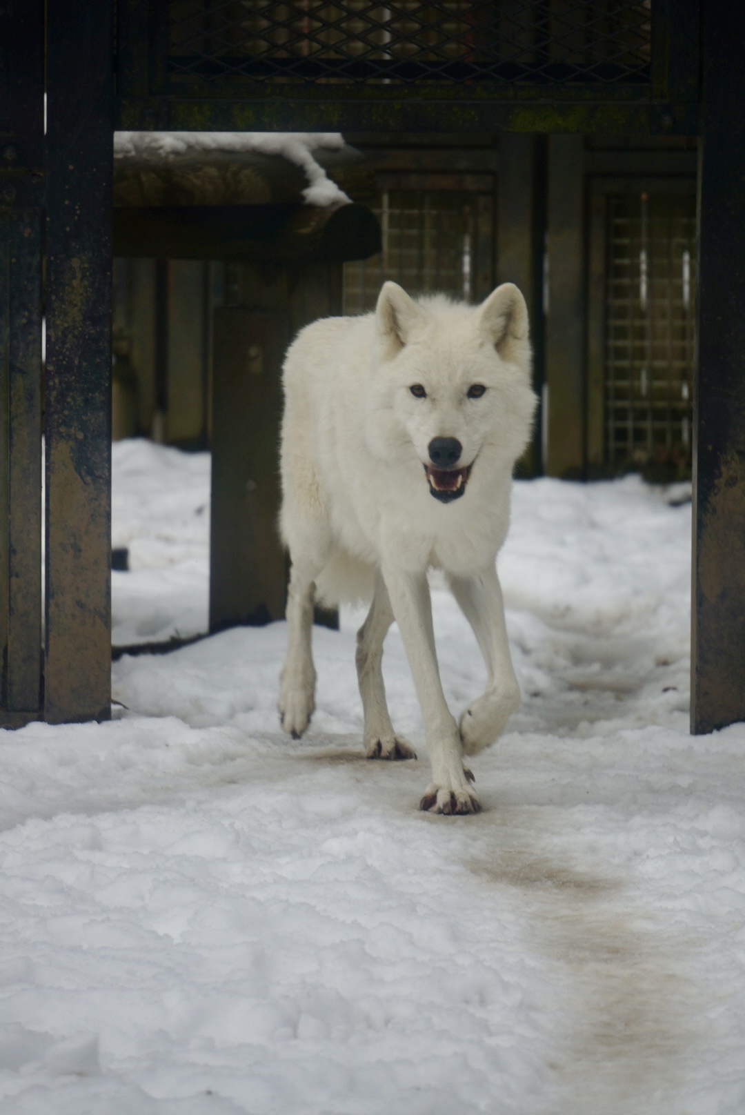 雪の動物園 ホッキョクオオカミ ♀ニッキー 01