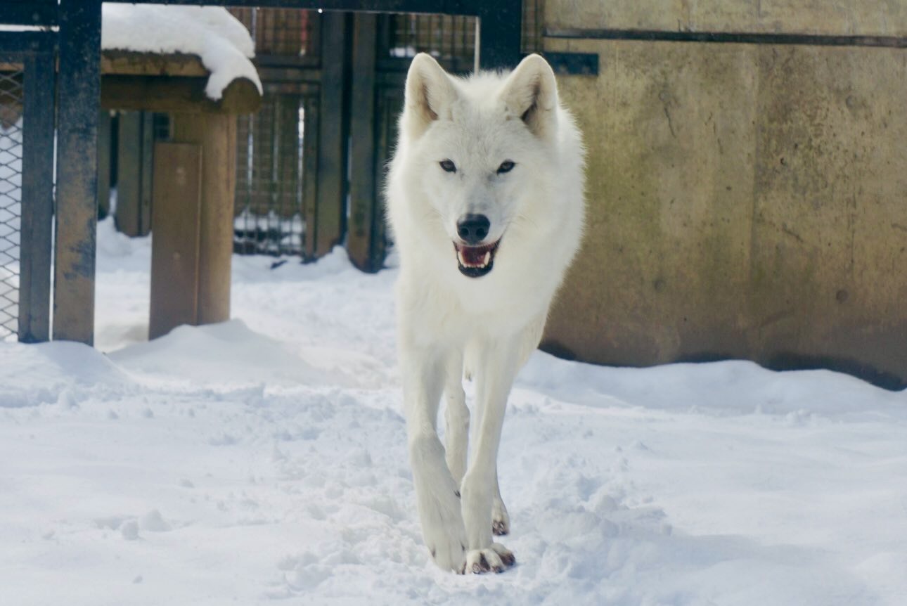 雪の動物園 ホッキョクオオカミ ♀ニッキー 02