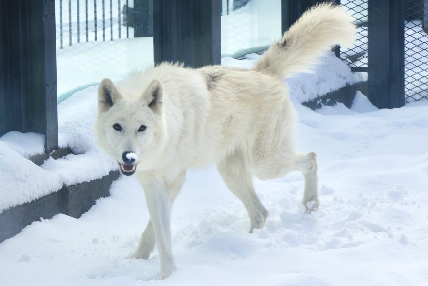 雪の動物園 ホッキョクオオカミ ♀ルーシー 01