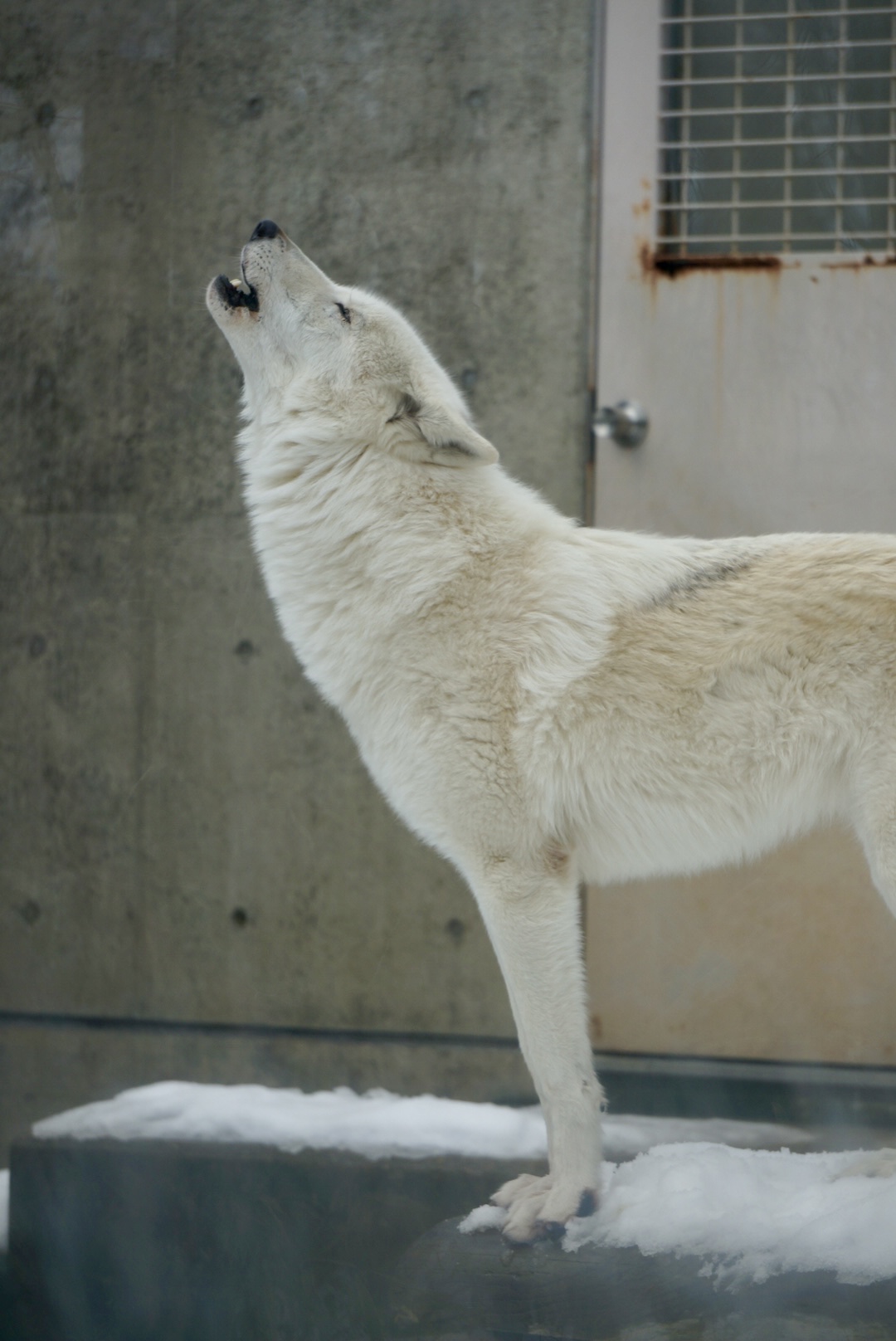 雪の動物園 ホッキョクオオカミ ♀ルーシー 02