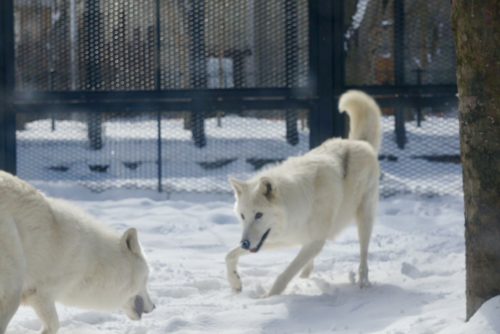 雪の動物園 ホッキョクオオカミ ♀ルーシー＆♀ニッキー