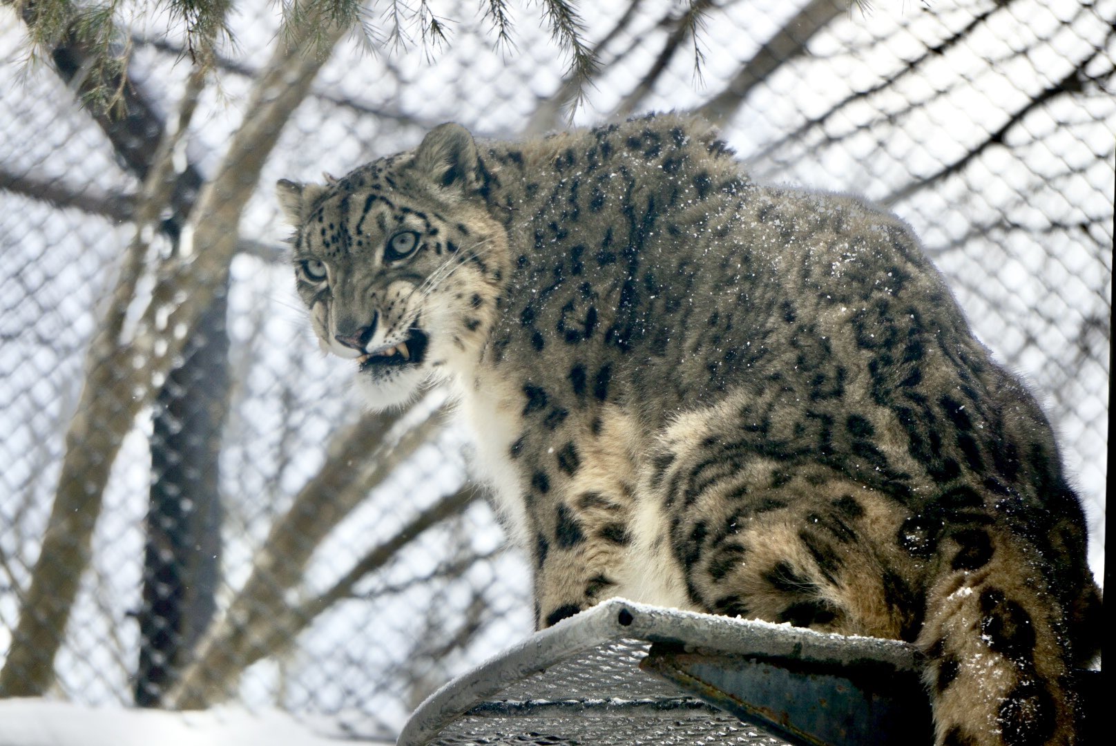 雪の動物園 ユキヒョウ ♂リヒト 01