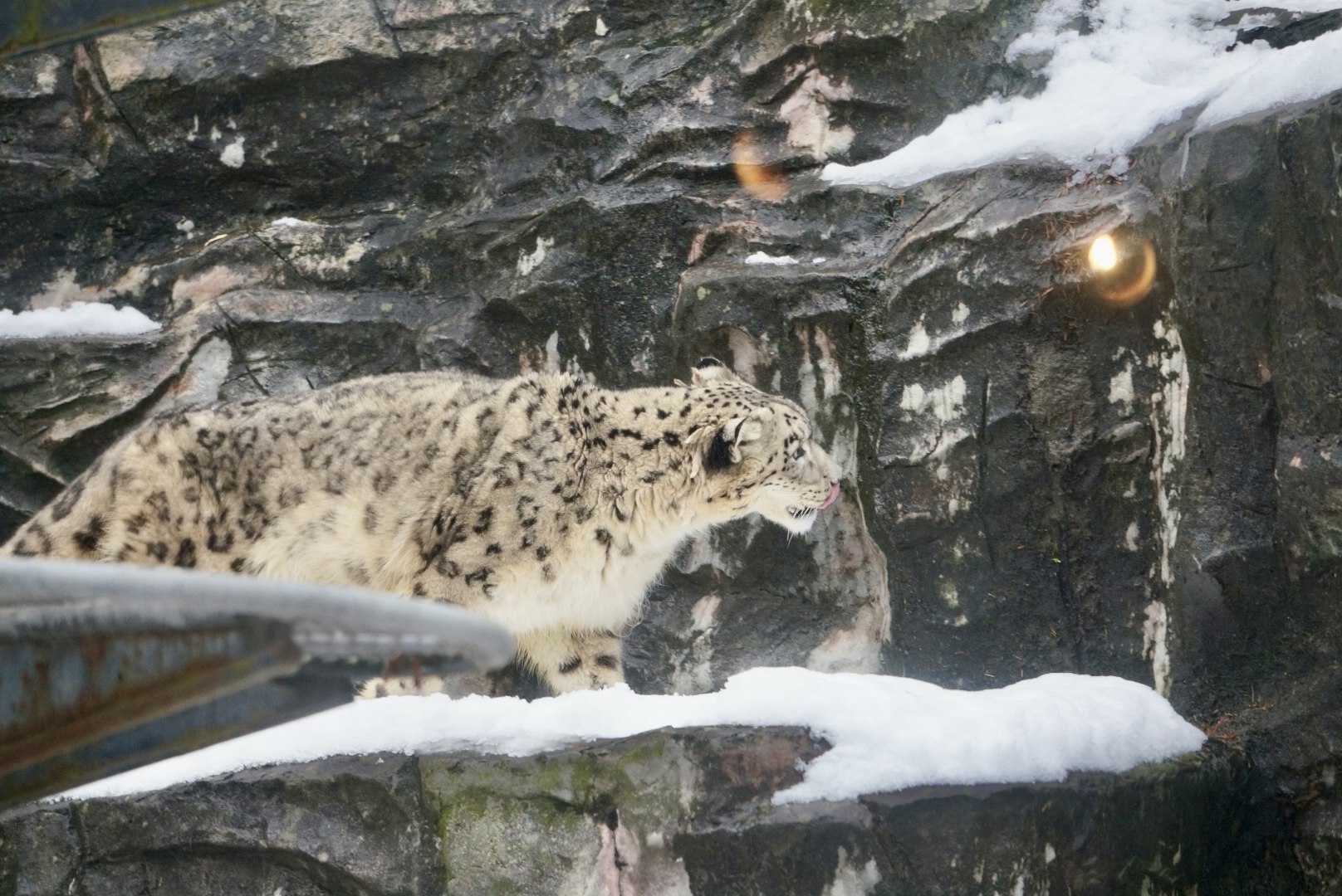 雪の動物園 ユキヒョウ ♂リヒト 02