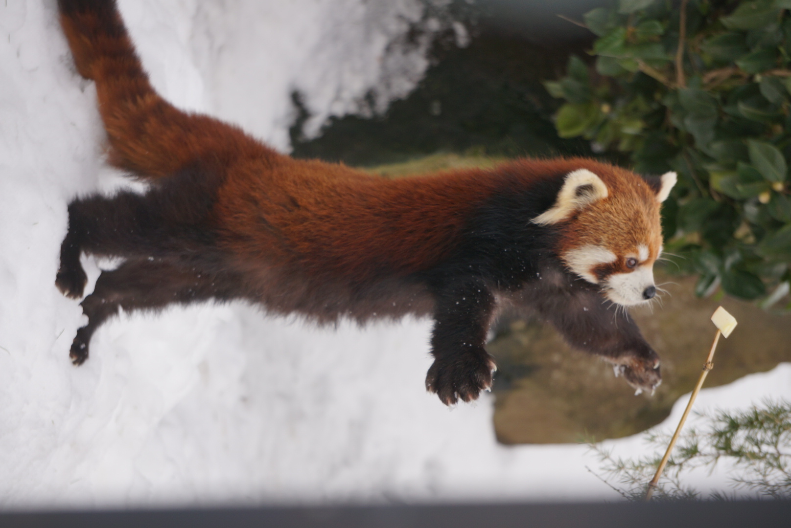 雪の動物園 レッサーパンダ ♀円実